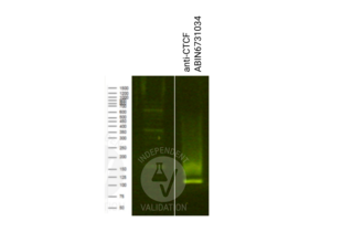 Cleavage Under Targets and Release Using Nuclease validation image for anti-CCCTC-Binding Factor (Zinc Finger Protein) (CTCF) antibody (ABIN6731034) (Rekombinanter CTCF Antikörper)