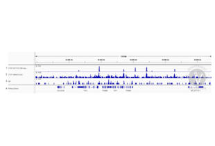 Cleavage Under Targets and Release Using Nuclease validation image for anti-CCCTC-Binding Factor (Zinc Finger Protein) (CTCF) antibody (ABIN6731034) (Rekombinanter CTCF Antikörper)