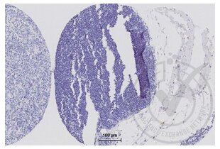 Immunohistochemistry validation image for anti-Tight Junction Protein 1 (TJP1) (AA 1551-1702) antibody (ABIN675024)