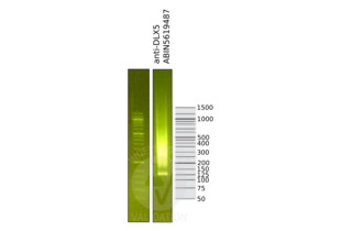 Cleavage Under Targets and Release Using Nuclease validation image for anti-Distal-Less Homeobox 5 (DLX5) (Center) antibody (ABIN5619487) (DLX5 Antikörper  (Center))