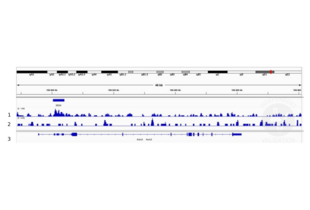 Cleavage Under Targets and Release Using Nuclease validation image for anti-Distal-Less Homeobox 5 (DLX5) (Center) antibody (ABIN5619487) (DLX5 Antikörper  (Center))