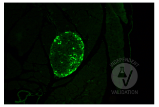 Immunohistochemistry validation image for anti-Glucagon (GCG) antibody (ABIN7448121) (Glucagon Antikörper)