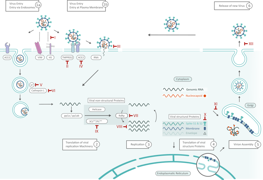 SARS-CoV-2 Life Cycle: Stages And Inhibition Targets