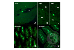 Immunohistochemistry validation image for anti-Bromodeoxyuridine (BrdU) antibody (ABIN2477713) (BrdU Antikörper)