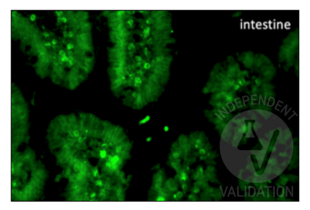 Immunohistochemistry validation image for anti-Bromodeoxyuridine (BrdU) antibody (ABIN2477713) (BrdU Antikörper)