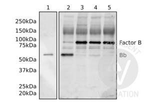 Western Blotting validation image for anti-Complement Factor Bb antibody (ABIN2473066) (Complement Factor Bb Antikörper)