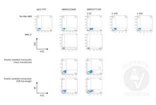 Flow Cytometry validation image for anti-Vitronectin (VTN) antibody (ABIN2477109) (Vitronectin Antikörper)