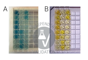 ELISA validation image for Amyloid beta 1-42 (Abeta 1-42) ELISA Kit (ABIN6964812)