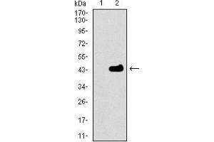 Western Blotting (WB) image for anti-Mitochondrial Ribosomal Protein L42 (MRPL42) (AA 142-203) antibody (ABIN1724803)