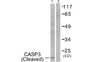 Western blot analysis of extracts from 293 cells, treated with Etoposide (25uM, 60mins), using Caspase 3 (cleaved-Asp175) antibody. (Caspase 3 Antikörper  (Cleaved-Asp175))