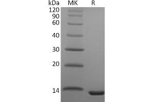 Greater than 95 % as determined by reducing SDS-PAGE. (CCL23 Protein)
