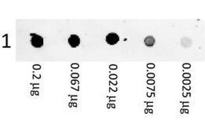 Image no. 1 for Goat anti-Mouse IgG (Whole Molecule) antibody (PE) (ABIN1967814) (Ziege anti-Maus IgG (Whole Molecule) Antikörper (PE))