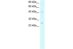 Western Blotting (WB) image for anti-Adiponectin (ADIPOQ) antibody (ABIN2460579) (ADIPOQ Antikörper)