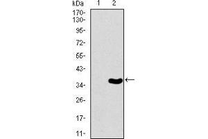 Western Blotting (WB) image for anti-T Antigen (AA 257-309) antibody (ABIN1098136)