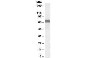 Western blot testing of Daudi lysate with LMO6 antibody at 0. (PRICKLE3 Antikörper)