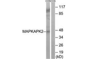 Western Blotting (WB) image for anti-Mitogen-Activated Protein Kinase-Activated Protein Kinase 2 (MAPKAPK2) (AA 238-287) antibody (ABIN2889150) (MAPKAP Kinase 2 Antikörper  (AA 238-287))