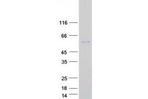 SEC62 Protein (Myc-DYKDDDDK Tag)