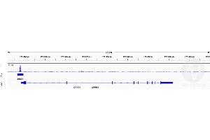 Cleavage Under Targets and Release Using Nuclease (CUT&RUN) image for anti-Transcription Factor 7-Like 2 (T-Cell Specific, HMG-Box) (TCF7L2) antibody (ABIN6945139)