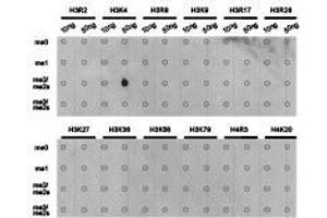 Western Blotting (WB) image for anti-Histone 3 (H3) (H3K4me2) antibody (ABIN1872995) (Histone 3 Antikörper  (H3K4me2))