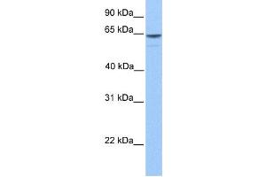 Western Blotting (WB) image for anti-KIAA1958 (KIAA1958) antibody (ABIN2459541) (KIAA1958 Antikörper)