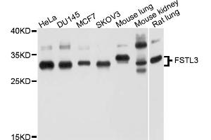 Western blot analysis of extracts of various cell lines, using FSTL3 antibody (ABIN5997748) at 1/1000 dilution. (FSTL3 Antikörper)