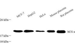 Western blot analysis of CGA (ABIN7073436),at dilution of 1: 1500 (CGA / hCG alpha Antikörper)