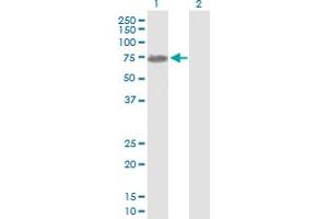 Western Blot analysis of NEFL expression in transfected 293T cell line by NEFL MaxPab polyclonal antibody. (NEFL Antikörper  (AA 1-543))