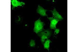 Immunofluorescence (IF) image for anti-Chromosome 21 Open Reading Frame 59 (C21orf59) antibody (ABIN1497044) (C21orf59 Antikörper)