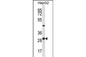 Western blot analysis in HepG2 cell line lysates (35ug/lane). (PROSC Antikörper  (C-Term))