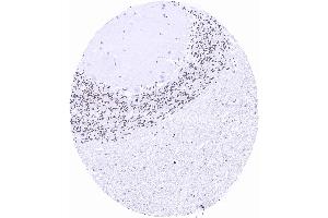 Cerebellum with nuclear Pax6 staining of granule cells scaled (PAX6 Antikörper)