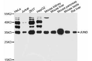 Western blot analysis of extracts of various cell lines, using JUND antibody (ABIN5998026) at 1:3000 dilution. (JunD Antikörper)