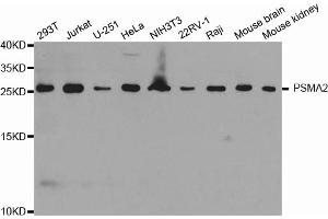 Western blot analysis of extracts of various cell lines, using PSMA2 antibody. (PSMA2 Antikörper)