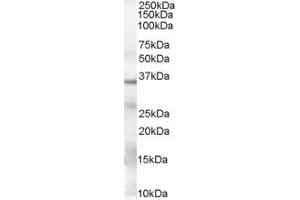 Western Blotting (WB) image for anti-Glyceraldehyde-3-Phosphate Dehydrogenase (GAPDH) (AA 92-103) antibody (ABIN294540) (GAPDH Antikörper  (AA 92-103))