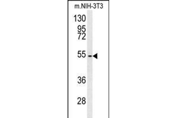 CCZ1 Antikörper  (AA 239-265)