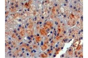 Image no. 1 for anti-Proopiomelanocortin (POMC) (C-Term) antibody (ABIN374549) (POMC Antikörper  (C-Term))