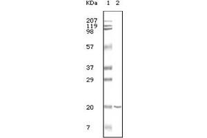 Western Blotting (WB) image for anti-CD19 Molecule (CD19) antibody (ABIN1105970) (CD19 Antikörper)