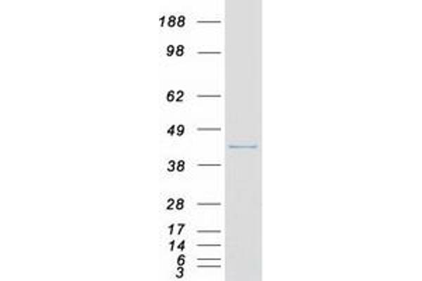 DRG1 Protein (Myc-DYKDDDDK Tag)