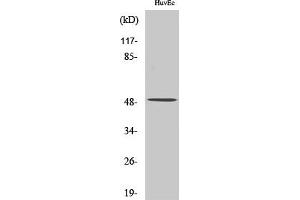 Western Blot analysis of various cells using Caspase12 Polyclonal Antibody diluted at 1:500. (Caspase 12 Antikörper  (Internal Region))