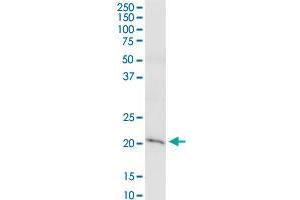 CLDN15 MaxPab rabbit polyclonal antibody. (Claudin 15 Antikörper  (AA 1-228))