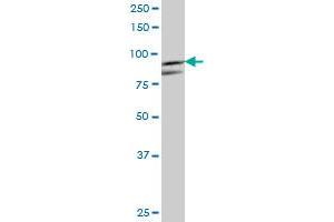 PFKM MaxPab polyclonal antibody. (PFKM Antikörper  (AA 1-780))