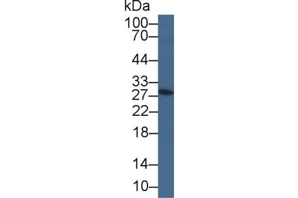 Geminin Antikörper  (AA 1-206)