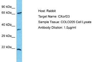 Host: Rabbit Target Name: CXorf23 Sample Type: COLO205 Whole cell lysates Antibody Dilution: 1. (CXORF23 Antikörper  (N-Term))