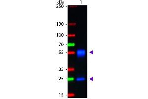 Western Blot of Goat anti-Mouse IgG Fluorescein Conjugated Antibody. (Ziege anti-Maus IgG (Heavy & Light Chain) Antikörper (FITC) - Preadsorbed)