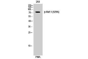 Western Blotting (WB) image for anti-V-Raf-1 Murine Leukemia Viral Oncogene Homolog 1 (RAF1) (pSer296) antibody (ABIN3173249) (RAF1 Antikörper  (pSer296))