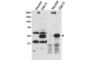 Image no. 1 for anti-Cbl proto-oncogene C (CBLC) (AA 444-458) antibody (ABIN401316) (CBLC Antikörper  (AA 444-458))