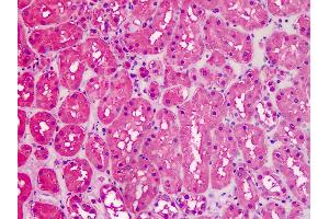 Anti-GAPDH antibody IHC staining of human kidney. (GAPDH Antikörper  (AA 279-290))