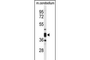 Western blot analysis of CYTH3 Antibody (C-term) (ABIN653626 and ABIN2842979) in mouse cerebellum tissue lysates (35 μg/lane). (Cytohesin 3 Antikörper  (C-Term))