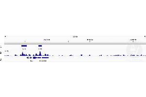 Cleavage Under Targets and Release Using Nuclease (CUT&RUN) image for anti-Histone Deacetylase 1 (HDAC1) antibody (ABIN2854776)