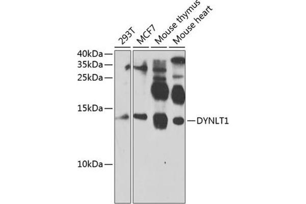 DYNLT1 Antikörper  (AA 1-113)