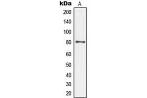 Western blot analysis of TAU (pS235) expression in mouse brain (A) whole cell lysates. (tau Antikörper  (C-Term, pSer235))